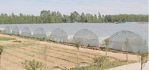 山东大棚智慧化改造